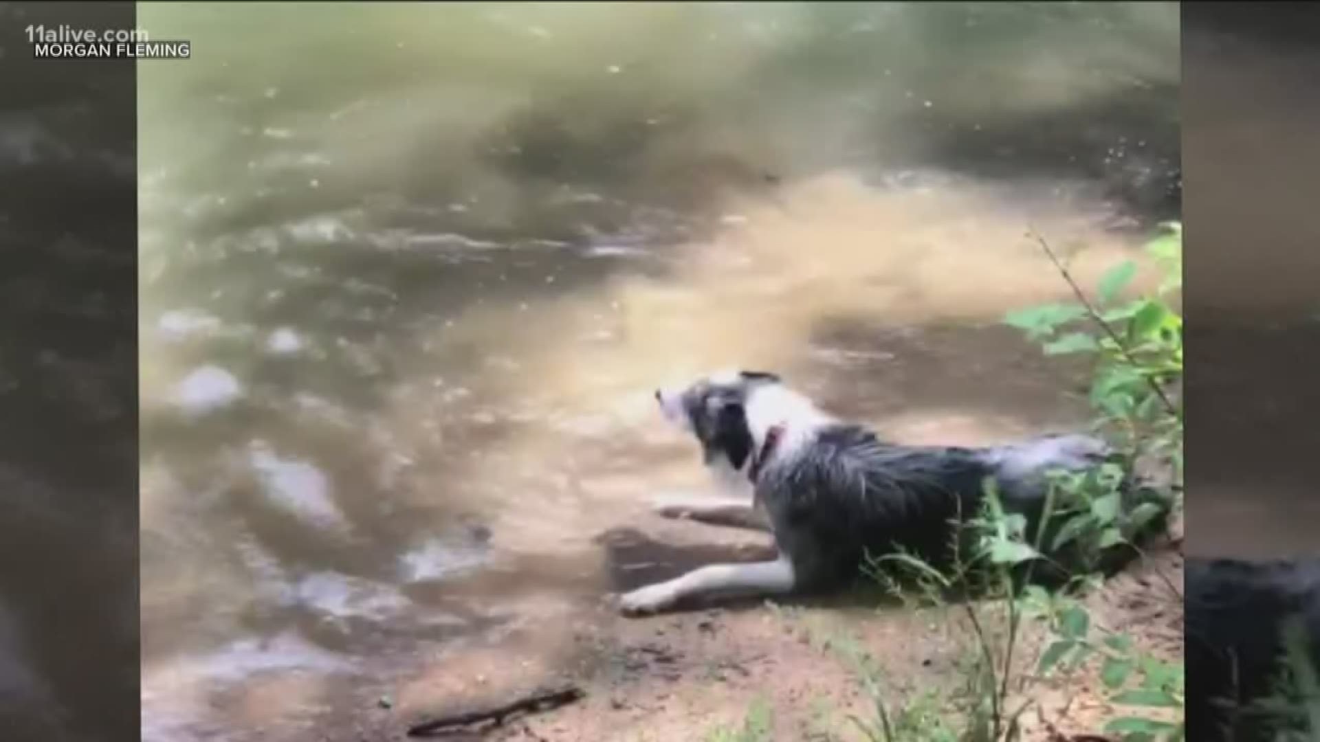 Toxic blue-green algae can cause a rash, fever or sickness to humans. In pets and other animals, it's downright fatal.