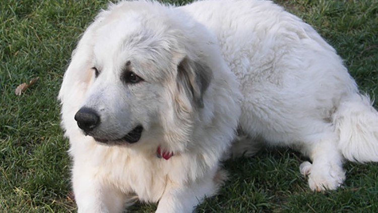 Casper the dog sheds light on greater risk to Great Pyrenees dogs