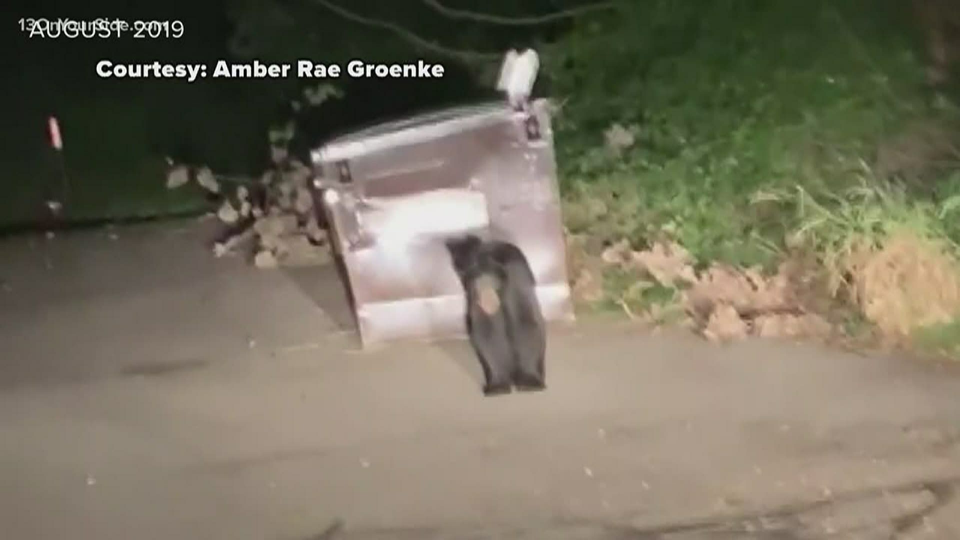 A black bear that became somewhat of a local internet sensation was struck and killed this morning in the city of Walker.