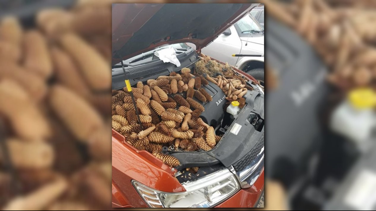 Squirrels stash 50 pounds of pine cones in Michigan man's car engine