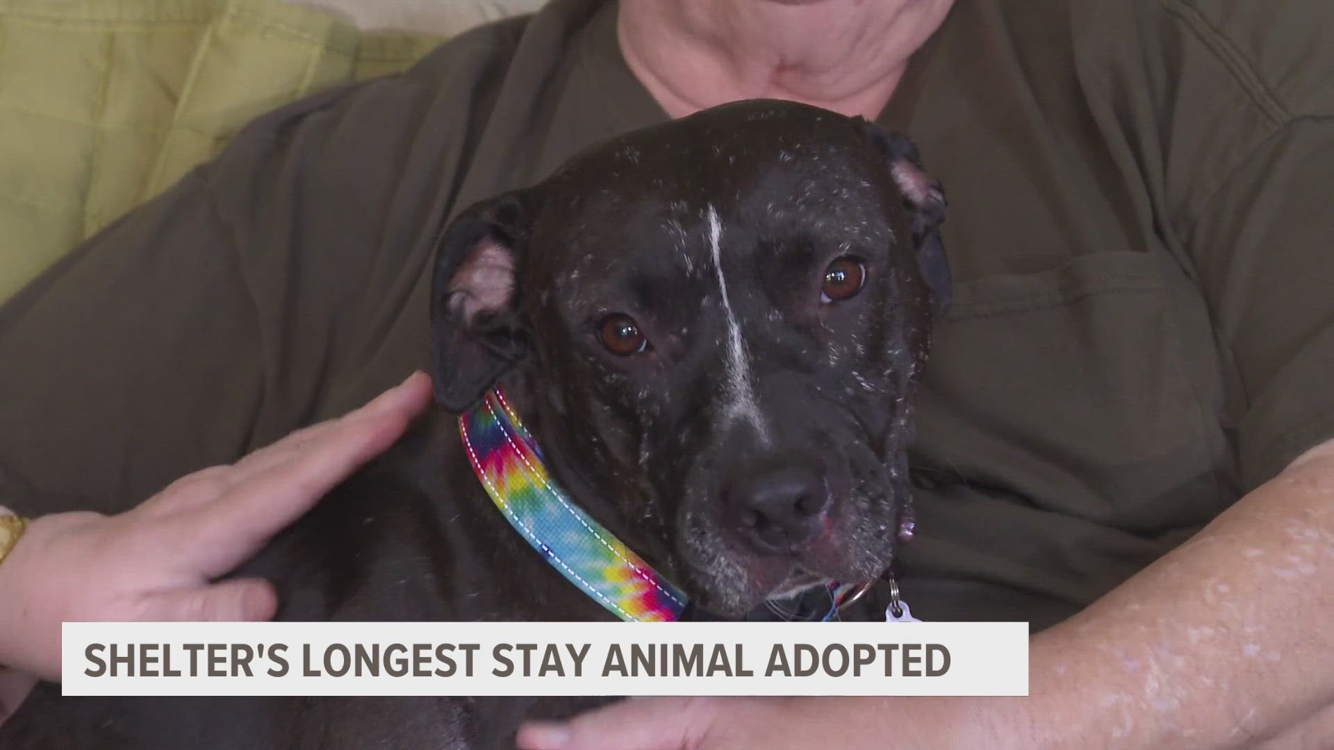 Shelter staff say the scars on her face may have scared off potential adopters, but her new parents say they only make Kimmy more special.