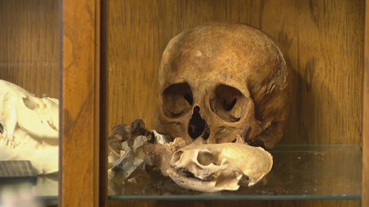 Human bones for sale in new West Michigan online oddities store